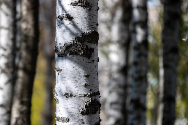 Birch trunk in a birch grove