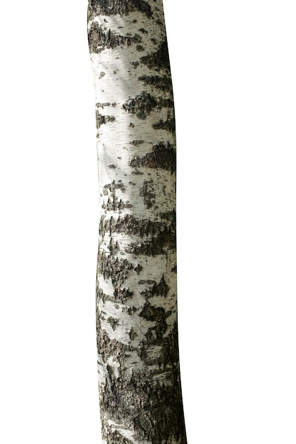 Birch trunk isolated on white background