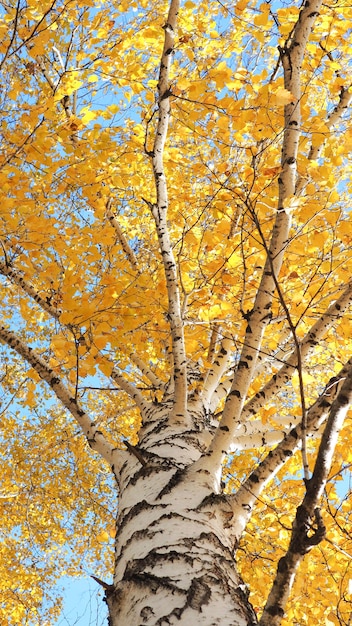 Birch trunk with branches and yellow autumn leaves against the blue sky.