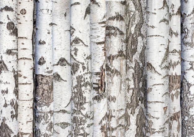 Photo birch trunks. background from forest trees. karelian birch. high quality photo