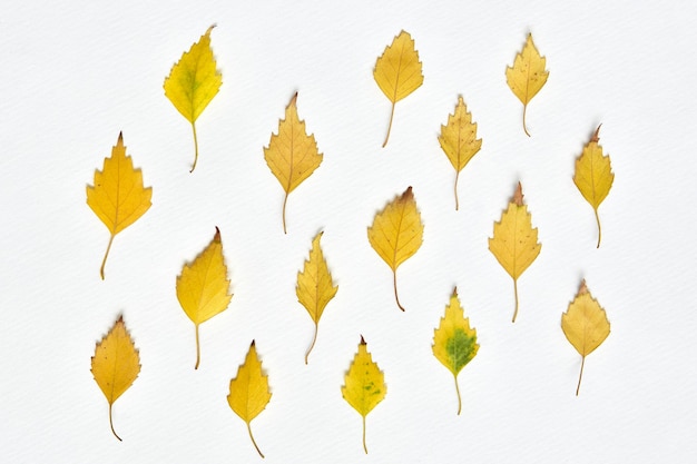 Birch yellow autumn leaves on a white paper background Fall composition