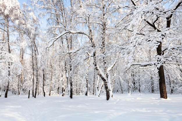 Birches and oaks in snowy in forest park in winter