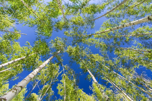 Birches trees with white trunks in birch grove on clear day view from below