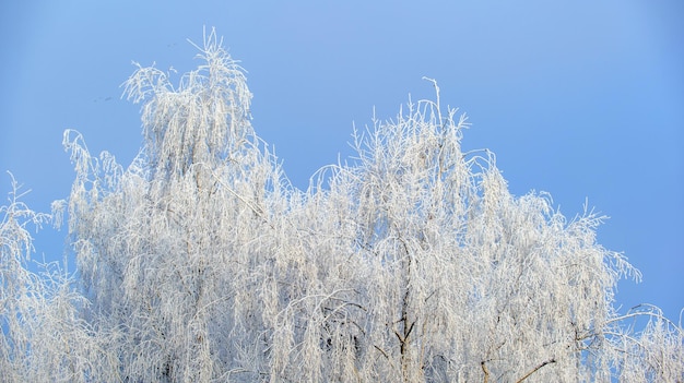 Birches in winter iced birch branches