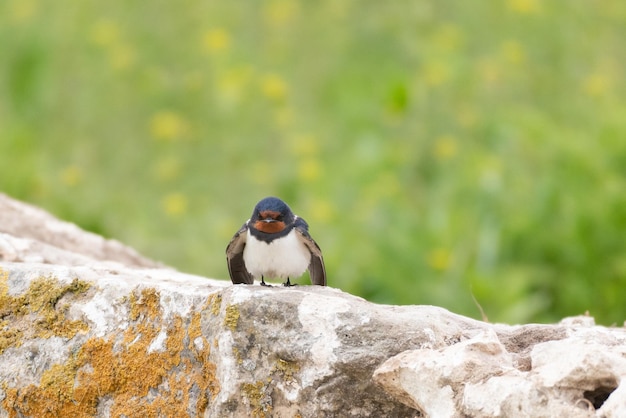 Bird Barn Swallow Hirundo rustica in the wild