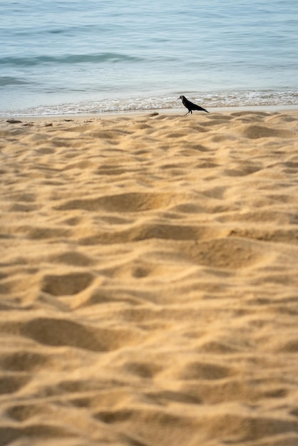 Bird on the beach minimalist copy space