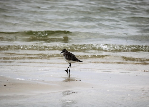 Bird on beach