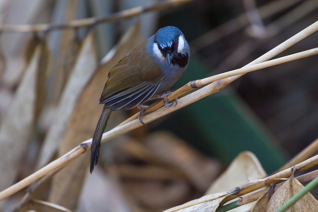 Bird Beautiful black-throated laughingthrush