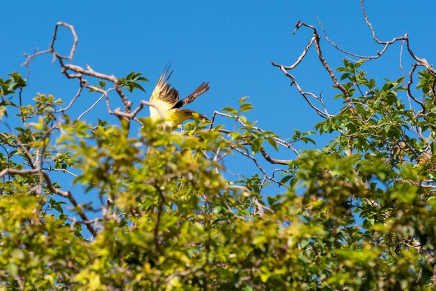 Bird bemtevi beautiful bird I saw you among the branches in the summer of Brazil natural light selective focus