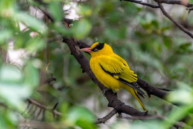 Bird (Black-Naped Oriole, Oriolus chinensi) yellow color perched on a tree in the garden