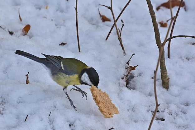 bird on a branch