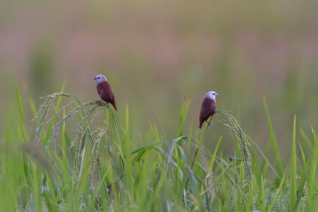 Photo bird on branches is looking so cute found in real nature at southern of thailand