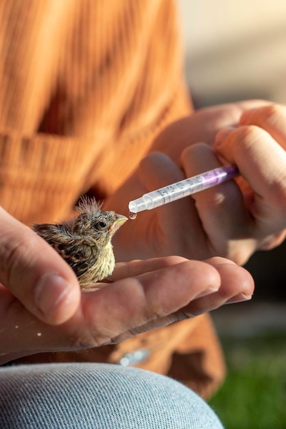 Bird breed found by an animal protector giving to drink with a syringe to try to survive in captivity