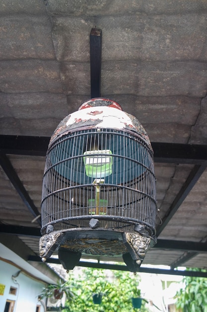 Bird in cage in summer day