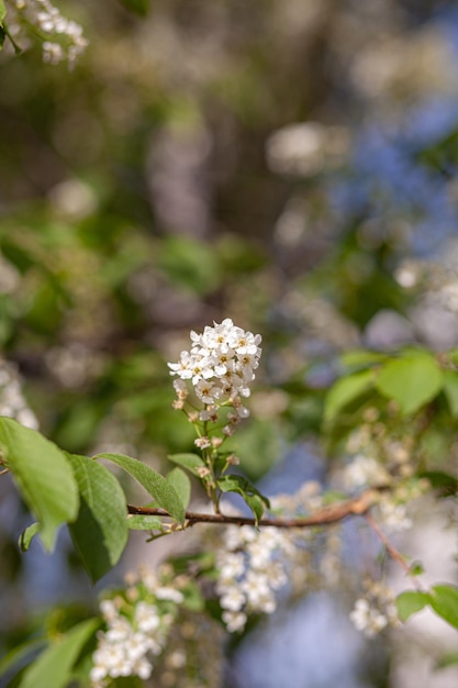 bird cherry flower blossoms. bird cherry blossom branch on abstract blurred background.