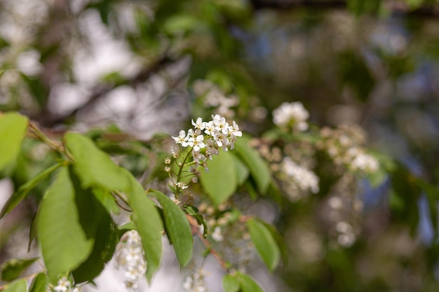 bird cherry flower blossoms. bird cherry blossom branch on abstract blurred background.