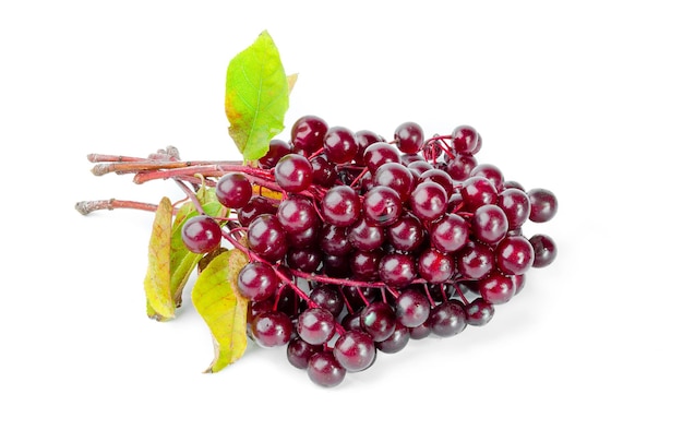 Bird cherry fruit on a white background.