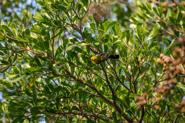 Bird (Common Iora, Aegithina tiphia) yellow color perched on a tree in the garden