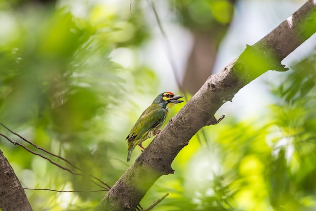 Bird (Coppersmith barbet) on tree in a nature wild