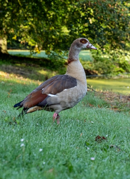 Photo bird duck wildlife park den haag netherlands colourful farm