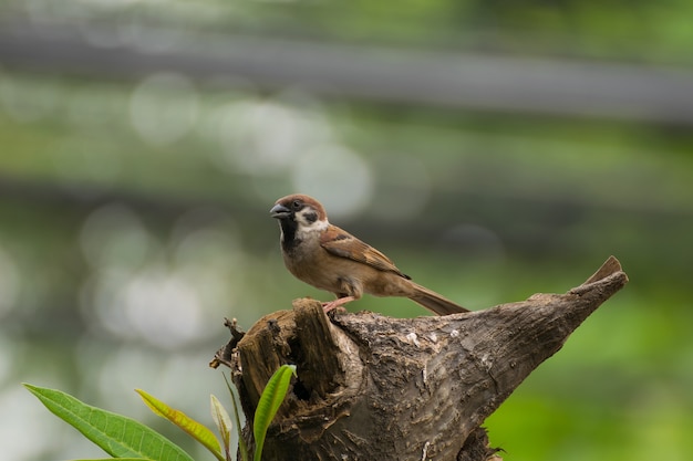 Photo bird (eurasian tree sparrow) perched on a tree in the garden