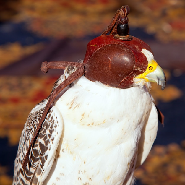 bird falcon with falconry blind hood