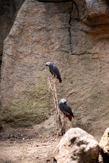 Bird family Jaco parrots gray parrots