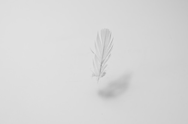 Bird feather floating in the air under the soft light