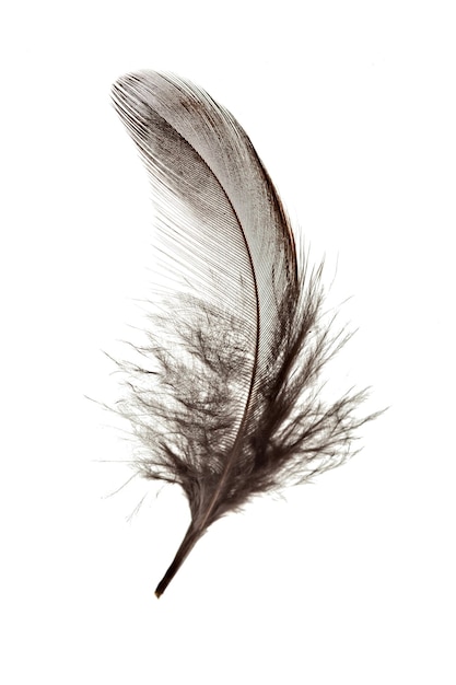 Bird feather isolated on white background