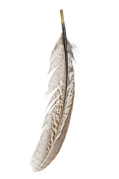 Bird feather isolated on white background