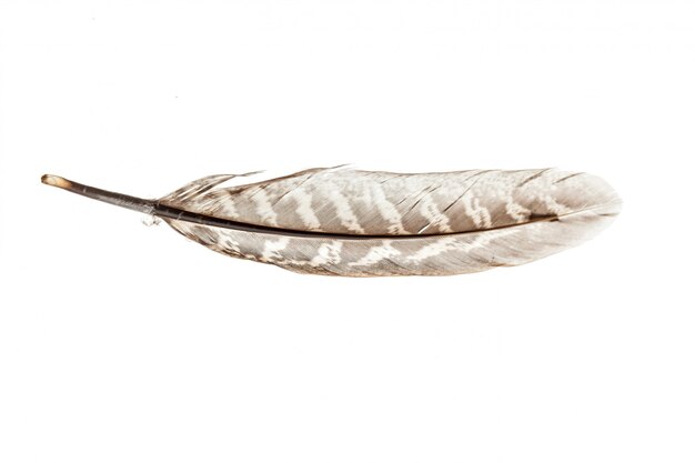 Bird feather isolated on white 