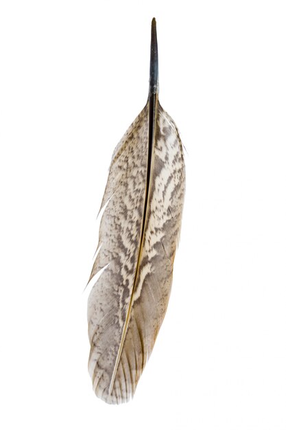 bird feather isolated