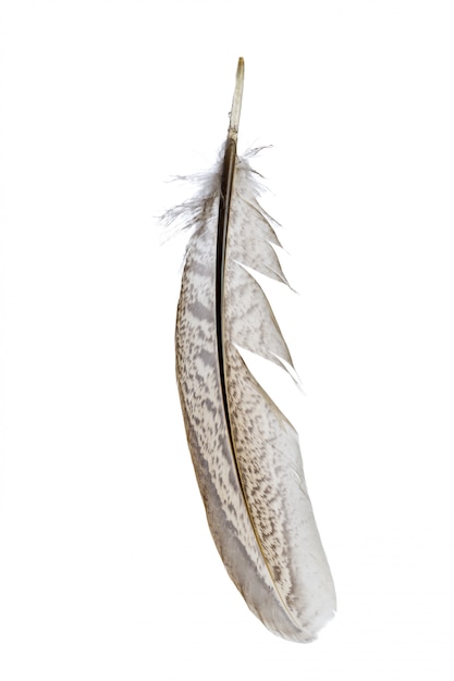 Bird feather isolated 