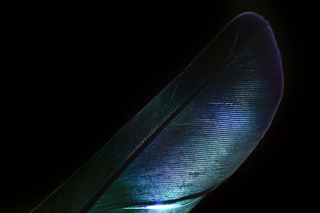 Photo bird feather neon multi colored light beautiful background pattern texture for design macro photog