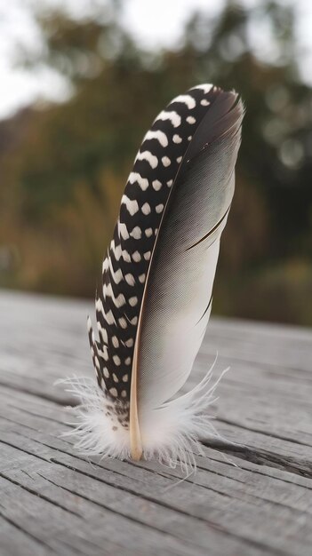 Photo bird feather