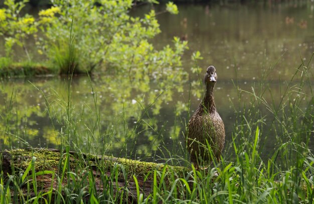 Photo bird on a field