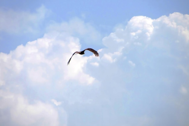 Bird in flight over the blue sky with clouds in summer