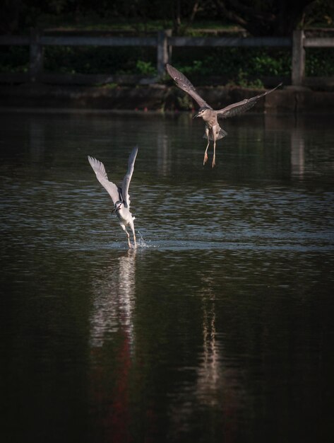 Photo bird flying over lake