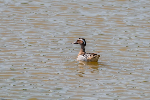 Bird Garganey Anas querquedula Wild life animal