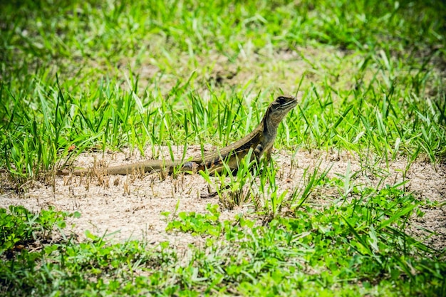 Photo bird on grass