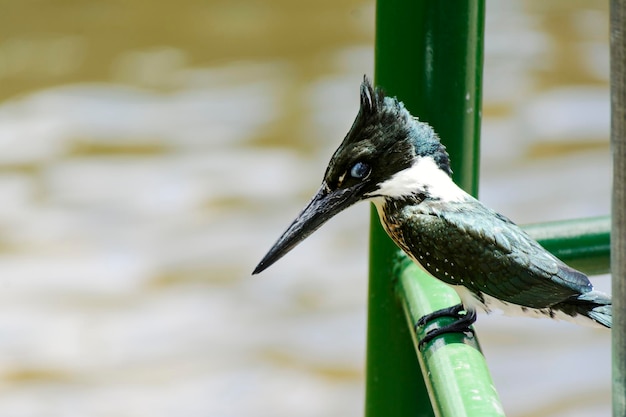 Bird on a green grid looking at the lake Salvador Bahia Brazil