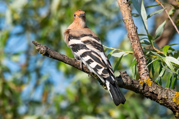 Bird hoopoe Eurasian hoopoe Upupa epops sitting on a branch