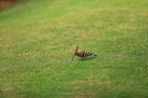 bird hoopoe on the grass