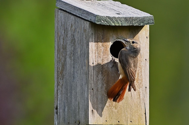 bird house in the forest