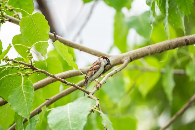 Bird (House Sparrow) on tree in a nature wild