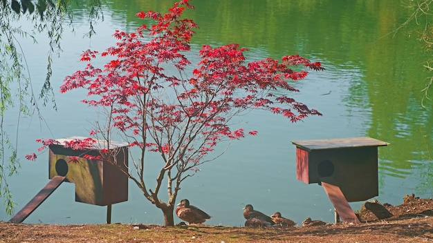 Bird houses on the shore of a beautiful lake Ducks live in their natural environment