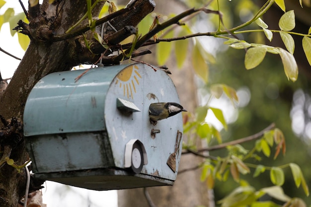 A bird is on a mailbox with a sun on it.