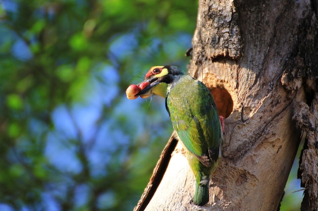 Bird is nesting on the tree coppersmith barbet Megalaima haemacephala