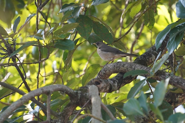 A bird is perched on a branch in a tree with leaves on it.