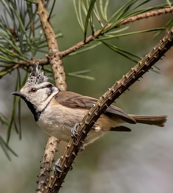 Photo a bird is perched on a branch with a blurry background